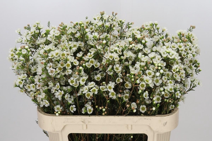<h4>Chamelaucium Sirius</h4>
