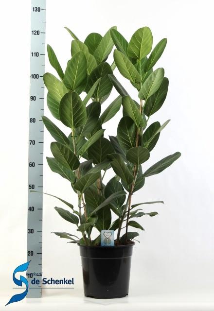 <h4>FICUS BENG AUDREY</h4>