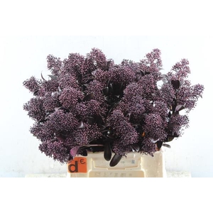 Skimmia Klb Aubergine