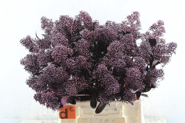 <h4>Skimmia Klb Aubergine</h4>