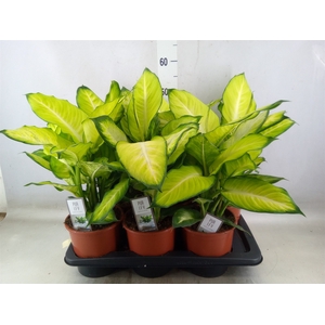 Dieffenbachia  'Summer Style'