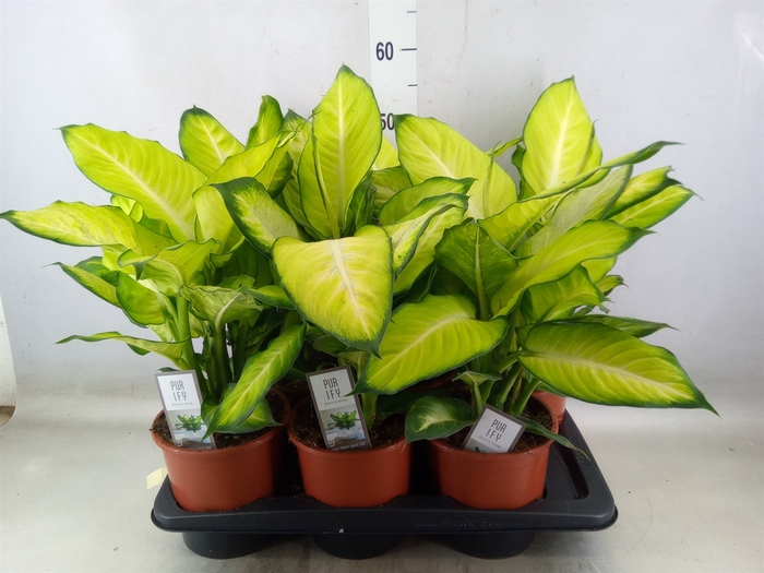 <h4>Dieffenbachia  'Summer Style'</h4>