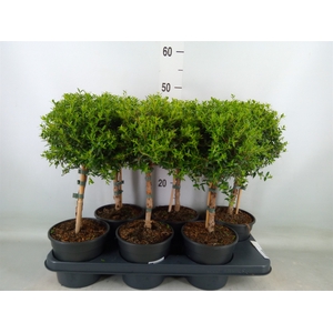 Myrtus communis