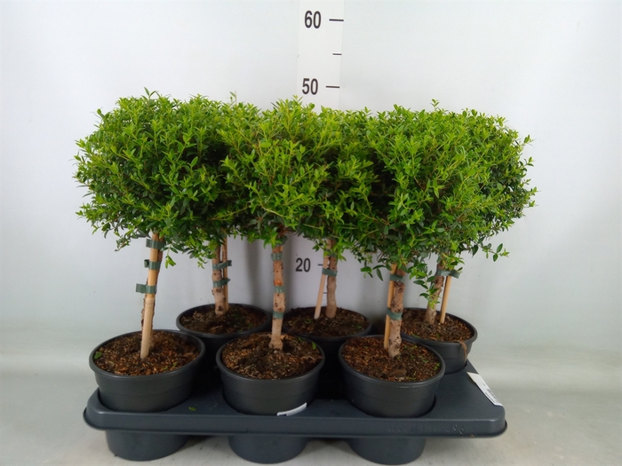 <h4>Myrtus communis</h4>
