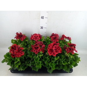 Pelargonium gran.   ..