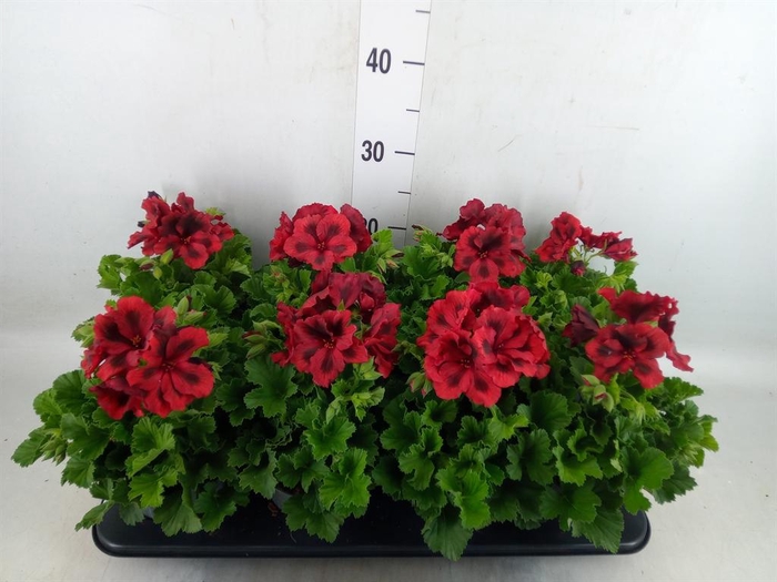 <h4>Pelargonium gran.   ..</h4>