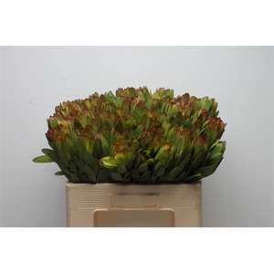 LEUCAD SAF GOLDSTRIK