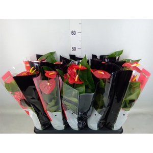 Anthurium andr. 'Royal Champion'