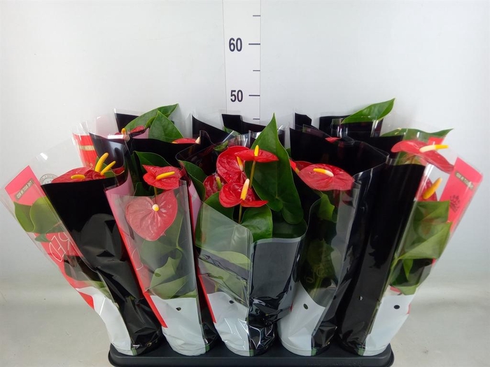 <h4>Anthurium andr. 'Royal Champion'</h4>
