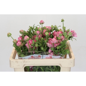 Ranunculus Moderna Dolce