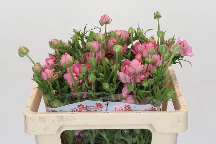 <h4>Ranunculus Moderna Dolce</h4>