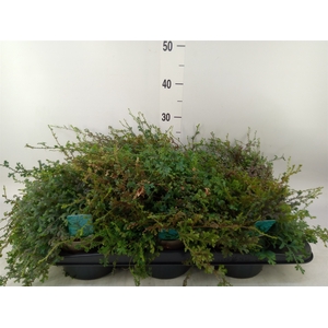 Selaginella uncinata 'Peacock'