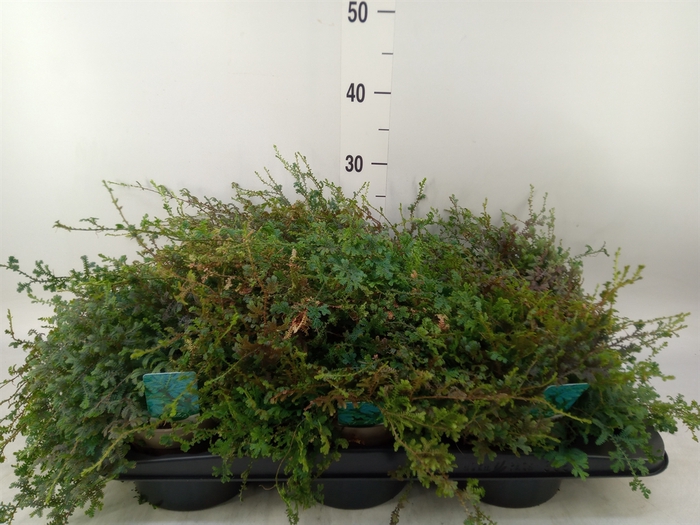 <h4>Selaginella uncinata 'Peacock'</h4>