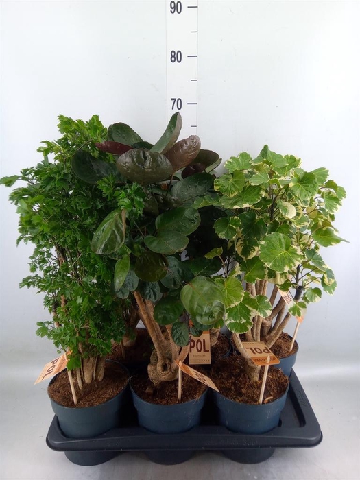 <h4>Polyscias   ...</h4>