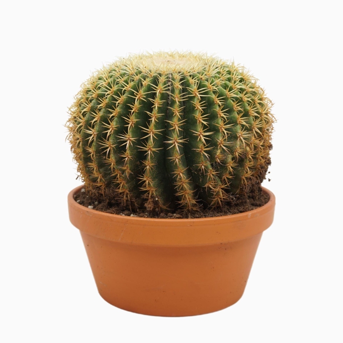 <h4>grusonii forma interme</h4>