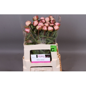 Paeonia Angel Cheeks
