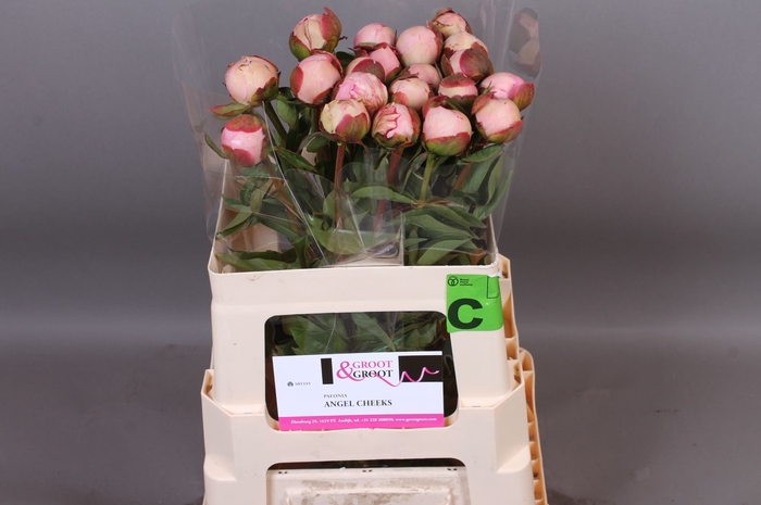 <h4>Paeonia Angel Cheeks</h4>