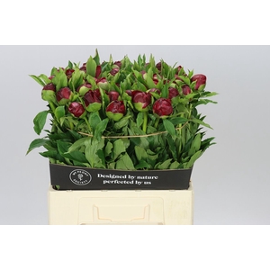 Paeonia Christmas Velvet Ex