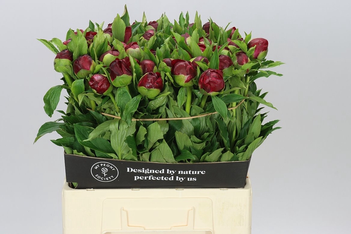 <h4>Paeonia Christmas Velvet Ex</h4>