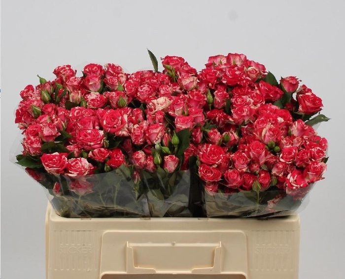 <h4>R TR FIREWORKS</h4>