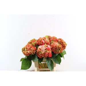 Hydr M Amethyst Dark Salmon