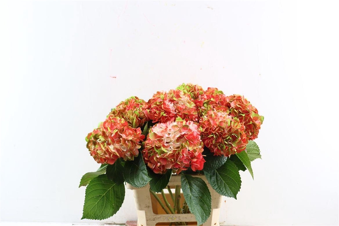 <h4>Hydr M Amethyst Dark Salmon</h4>