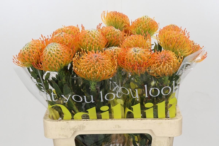 <h4>Nutans Ayoba Sun</h4>