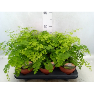 Adiantum raddi. 'Fragrans'