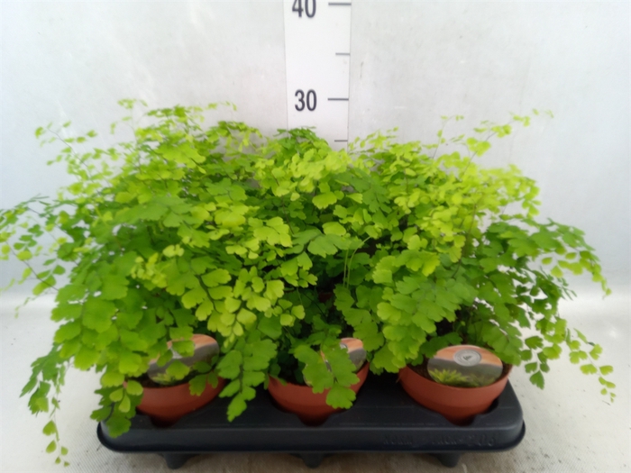 <h4>Adiantum raddi. 'Fragrans'</h4>