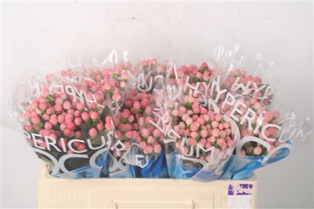 <h4>Hyp Coco Casino Pink</h4>