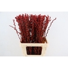 Salix Snowflake 70cm Oxblood Red