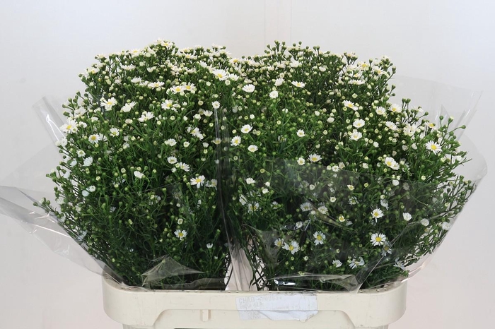 <h4>Aster Paquita</h4>