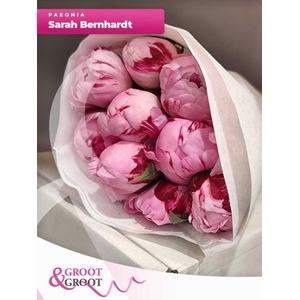 Paeonia Sarah Bernhardt | Heavy Quality