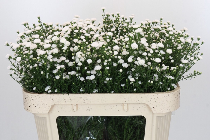 <h4>Aster White Gypsy</h4>