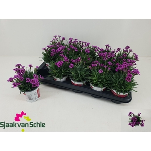 DIAN PICTURE PERFECT