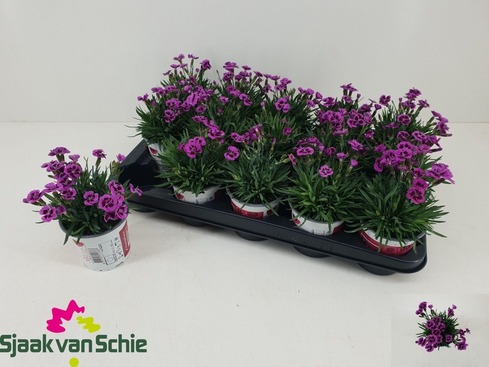 <h4>DIAN PICTURE PERFECT</h4>