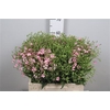 Saponaria Pink