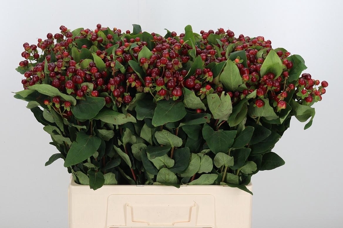 <h4>Hyp Mag Cherry</h4>