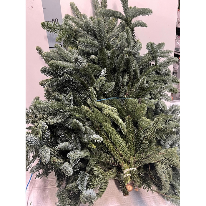 <h4>Abies Nob Blauw Bs</h4>