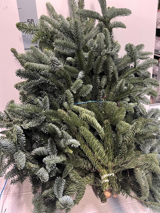 <h4>ABIES NOB BLAUW BS</h4>