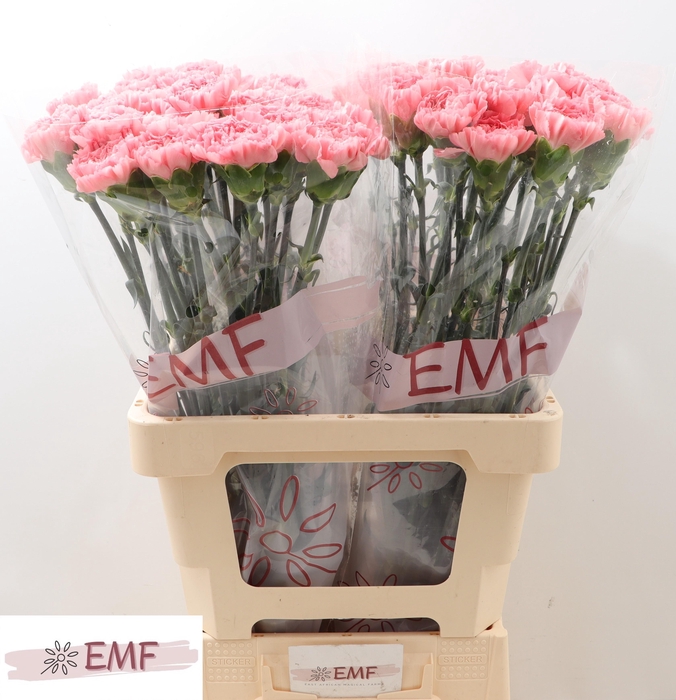 <h4>DI ST BETSY</h4>