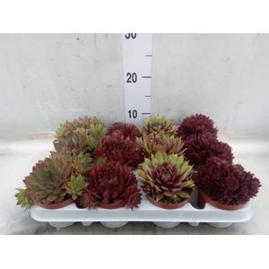 Sempervivum   ...
