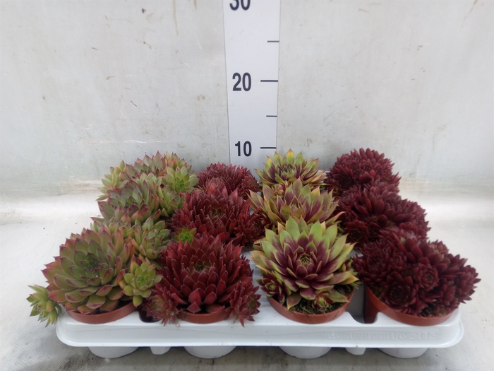 <h4>Sempervivum   ...</h4>