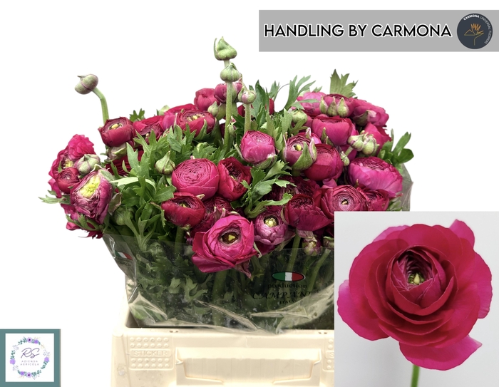 <h4>RAN EL HOT PINK</h4>