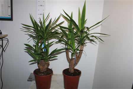 <h4>Yucca Puck Vertakt Bontbladig</h4>