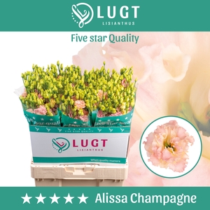 Lisianthus Alissa Champagne