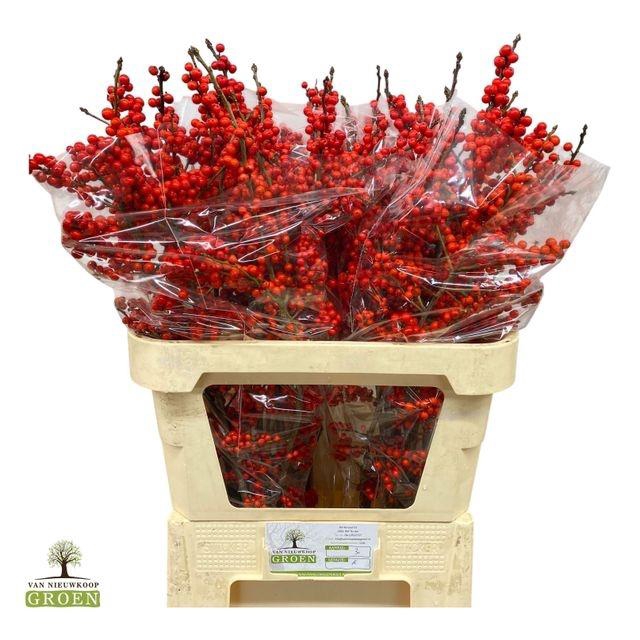 ILEX VE RODE BES 080CM