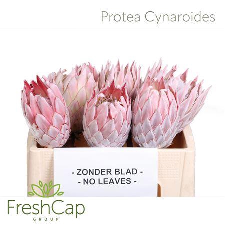 <h4>Protea Cynaroides No Leaves</h4>