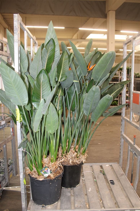 <h4>Strelitzia Reginea 2+ Flower A2</h4>