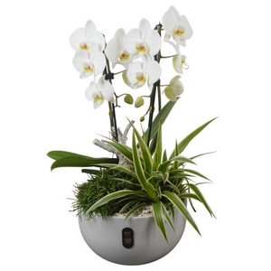 PTIB5157 Arrangementen kamerplanten